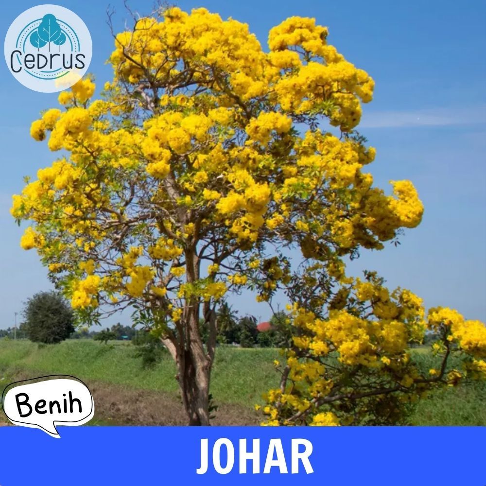 Benih JOHAR (isi-12) Juar Biji Pohon