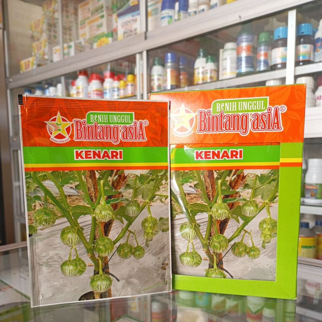 Terong lalap bulat KENARI