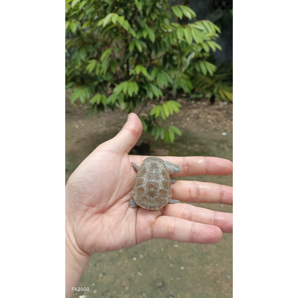 SIEBENROCKY / SIEBENROCKY BABY UP