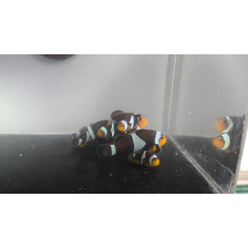 Hybrid Clownfish Black Photon/ Nemo Biak Black Photon