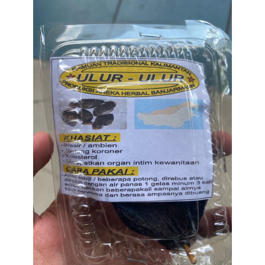 Ulur Ulur Ramuan Herbal Tradisional Kalimantan Obat Ambeien