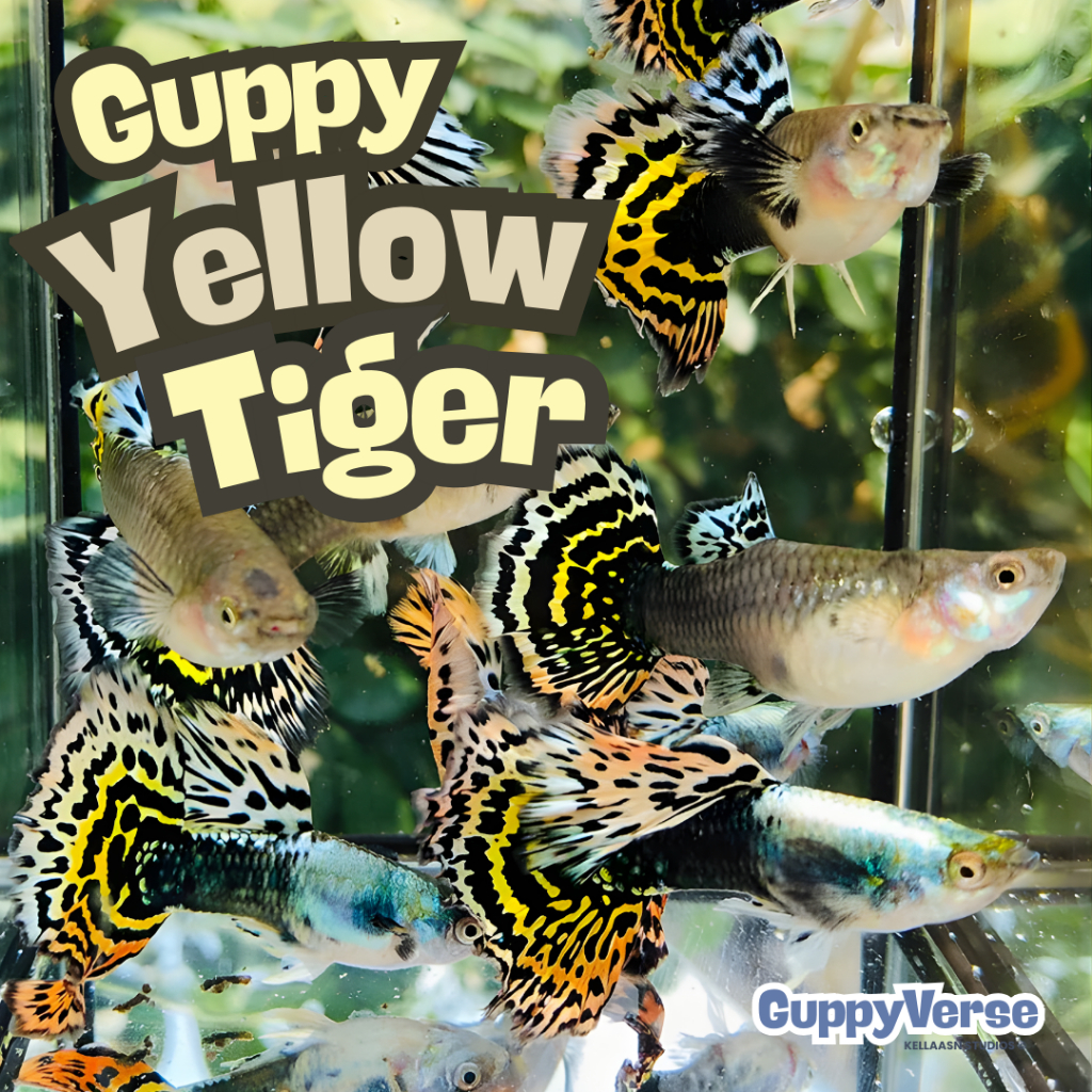 Guppy Yellow Tiger