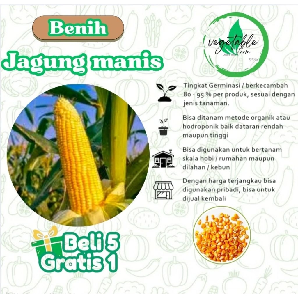 Benih Jagung Manis Bibit Jagung Manis berkualitas