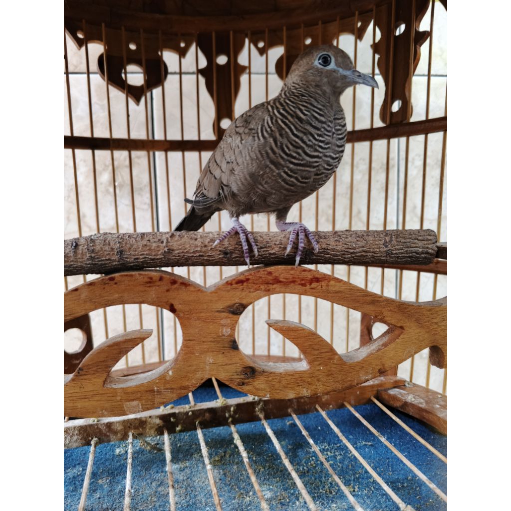 perkutut cemani kolbuntet remaja/Lampung& Jambi bisa kirim