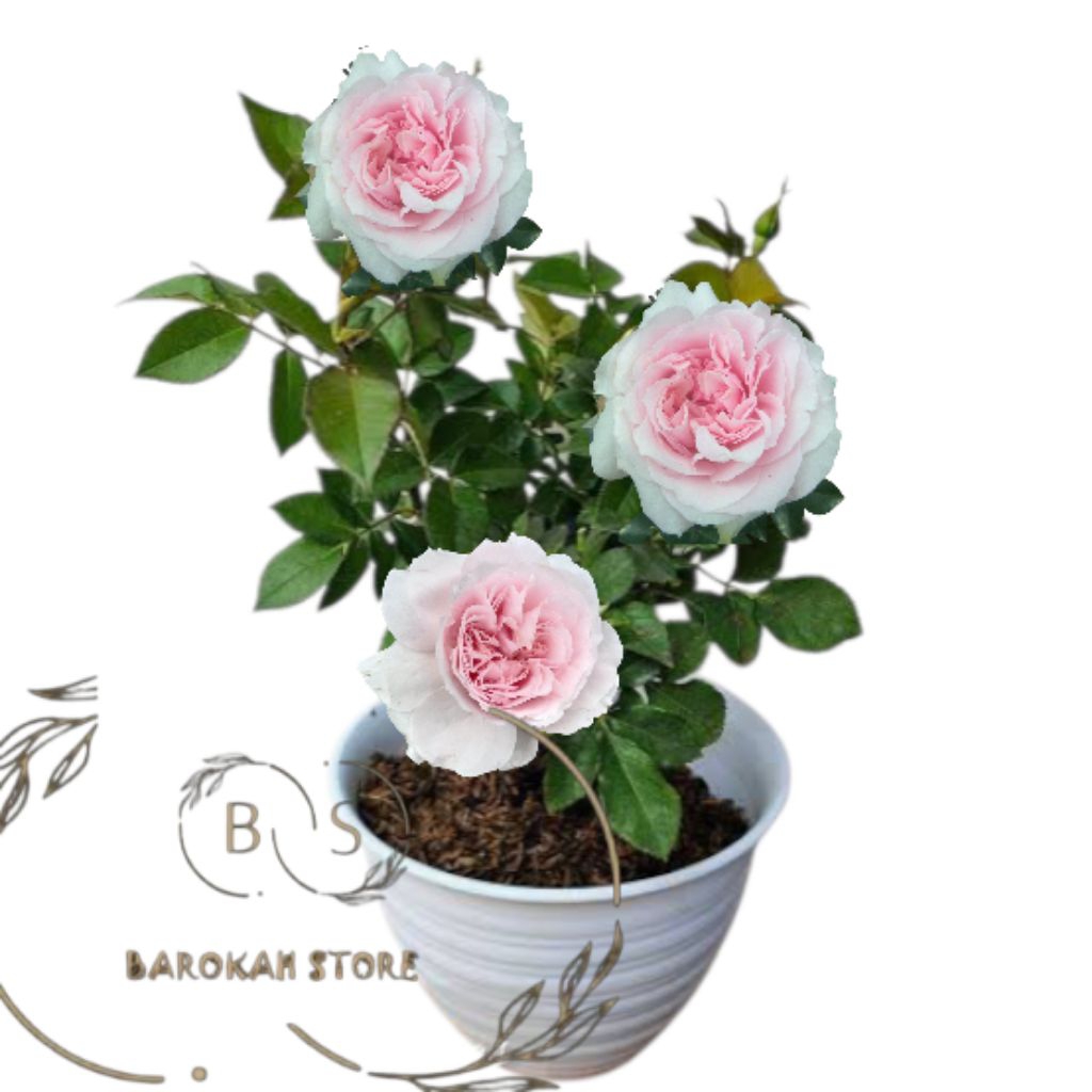 Mawar import miranda dewasa murah berkualitas/mawar berbunga