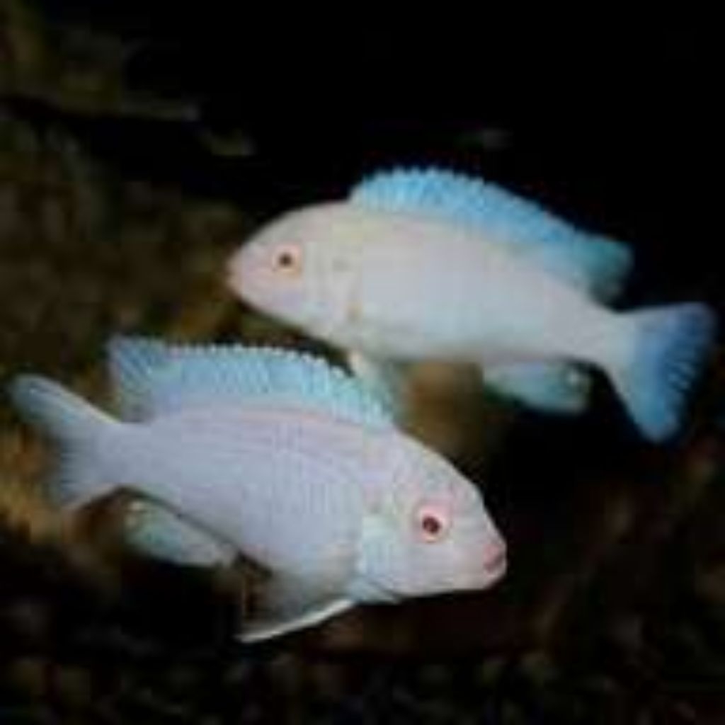mainan snow white cichlid ukuran 4cm