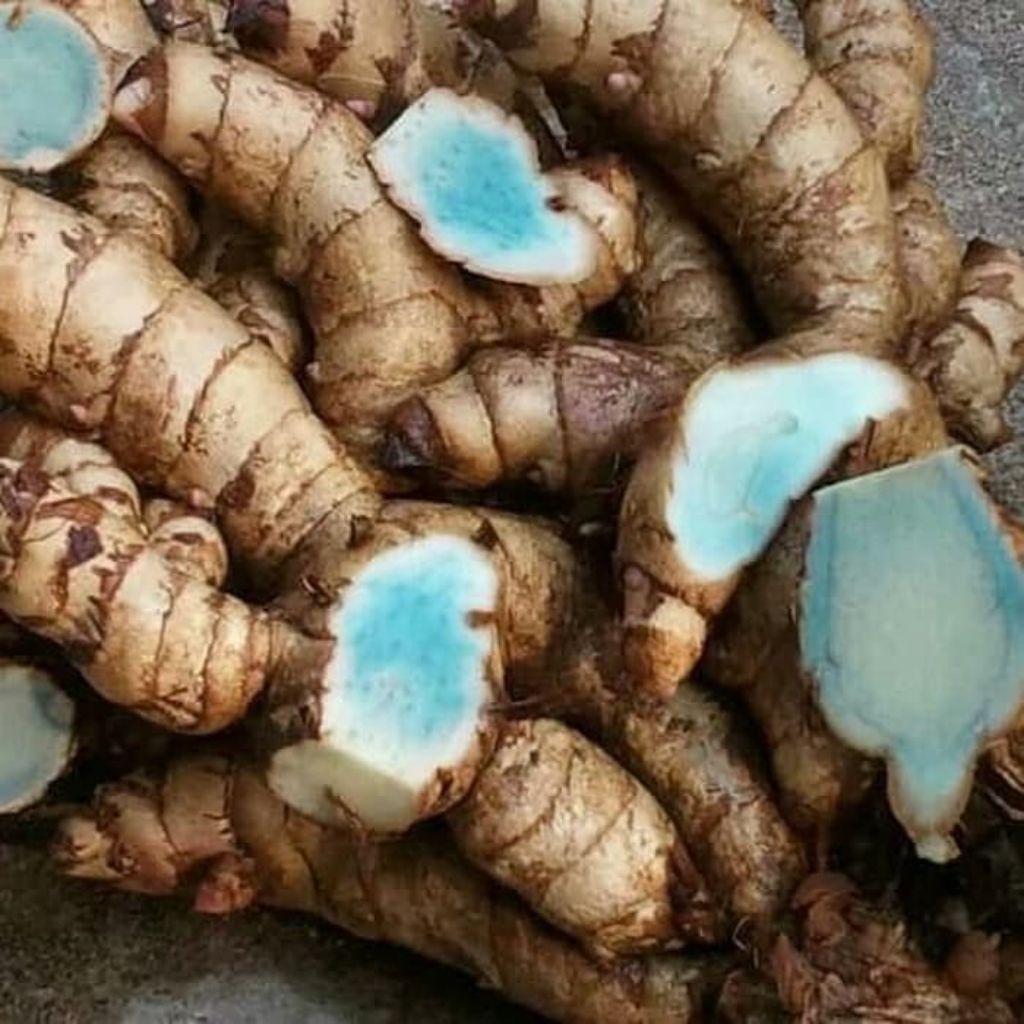 Temu Ireng Segar 1 Kg / Obat herbal Alami Temu Hitam / temu Ireng / ubi temu hitam Kunyit Hitam