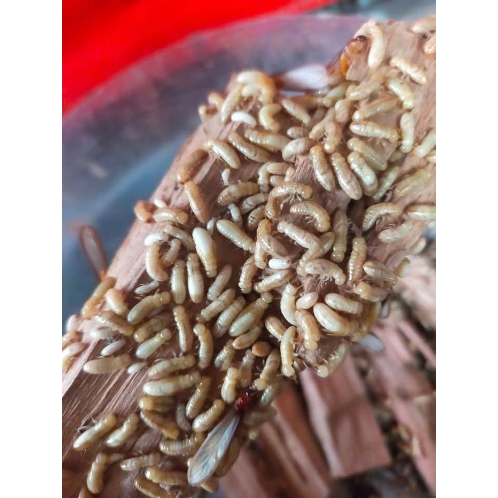 POA/RENGAS UMPAN GACORR SEMUA JENIS IKAN