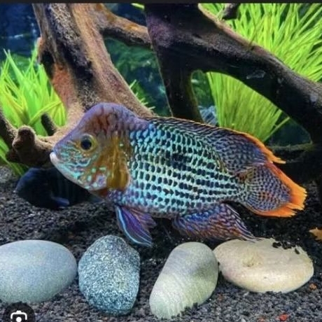 green terror cichlid