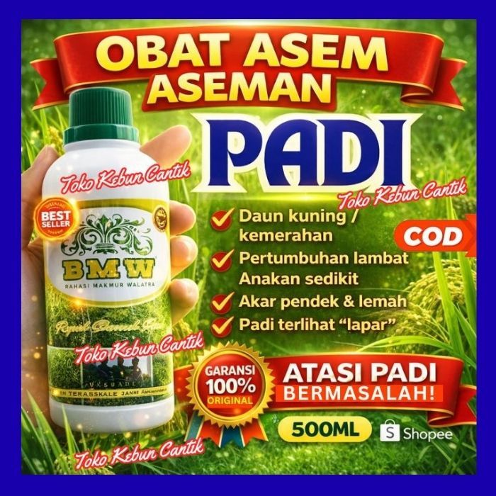 POC BMW Pupuk Organik Padi Rawa | Atasi Racun Besi & Tanah Masam