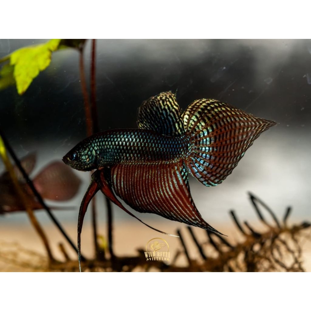 wild betta smaragdina guitar carbon original garansi