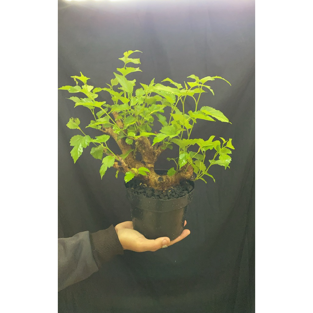 bonsai murbei murbey buah