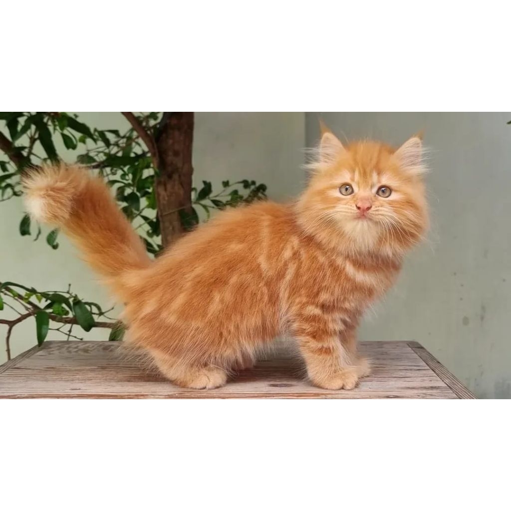 KUCING PERSIA BETINA 2 BULAN OREN MARBLE LUCU
