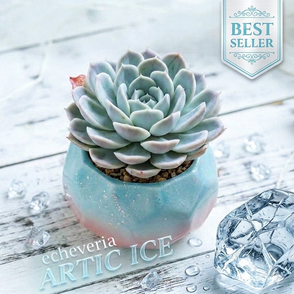Echeveria ARTIC ICE Sukulen Kaktus elegans elegan articice lilacina pohon tanaman hias asli bukan ar