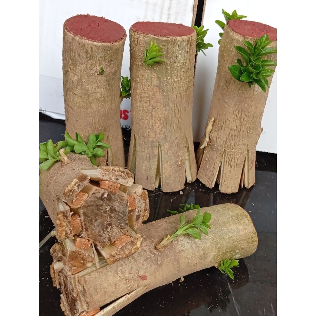 bahan bonsai Sancang pecah batang jumbo hidup