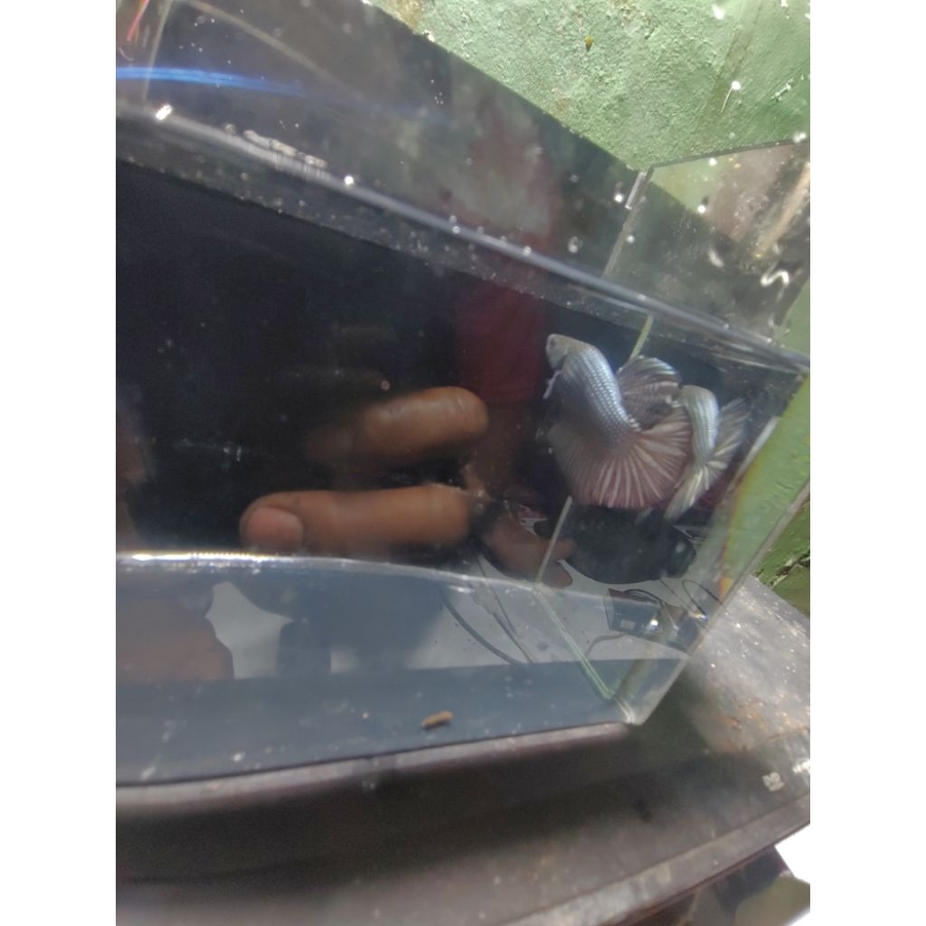 Hiasan meja Cupang HMPK GIANT JANTAN