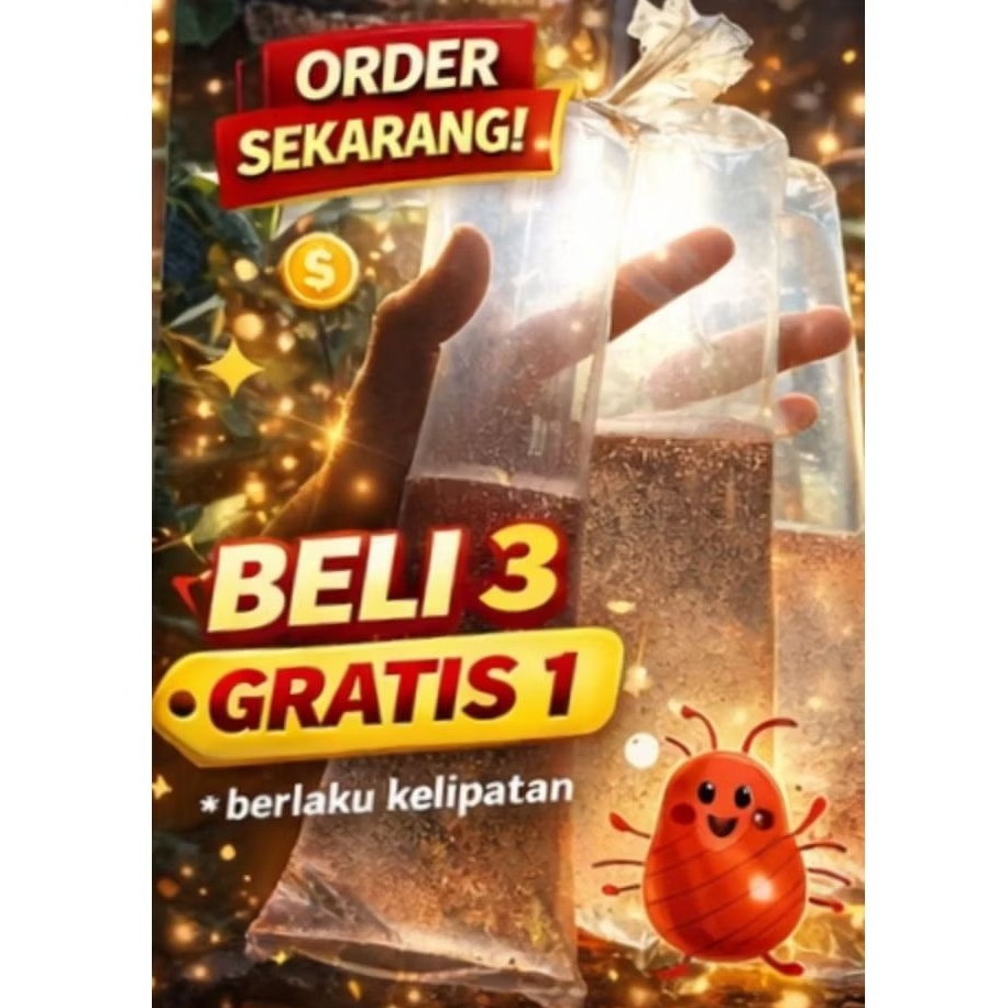 starter kutu air moina