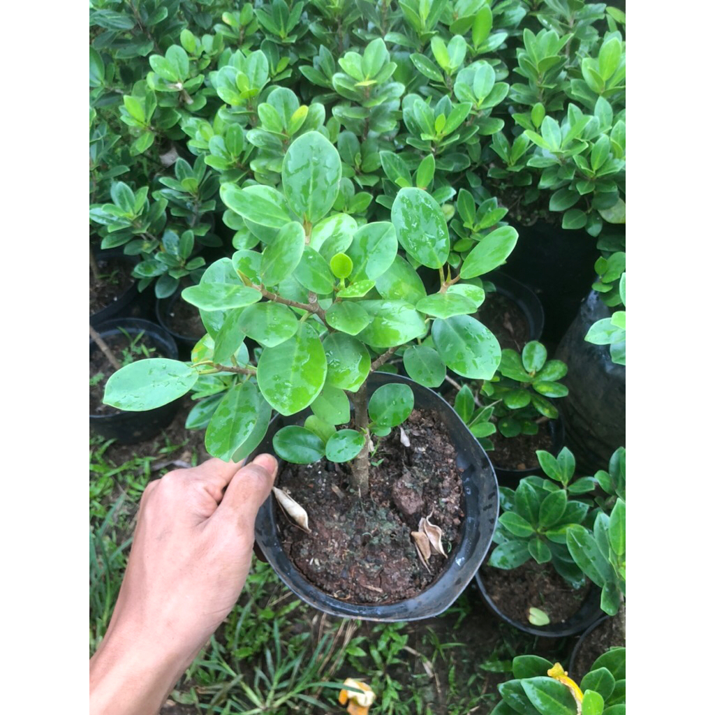 Tanaman Bonsai Dolar, Bibit Bonsai Dolar