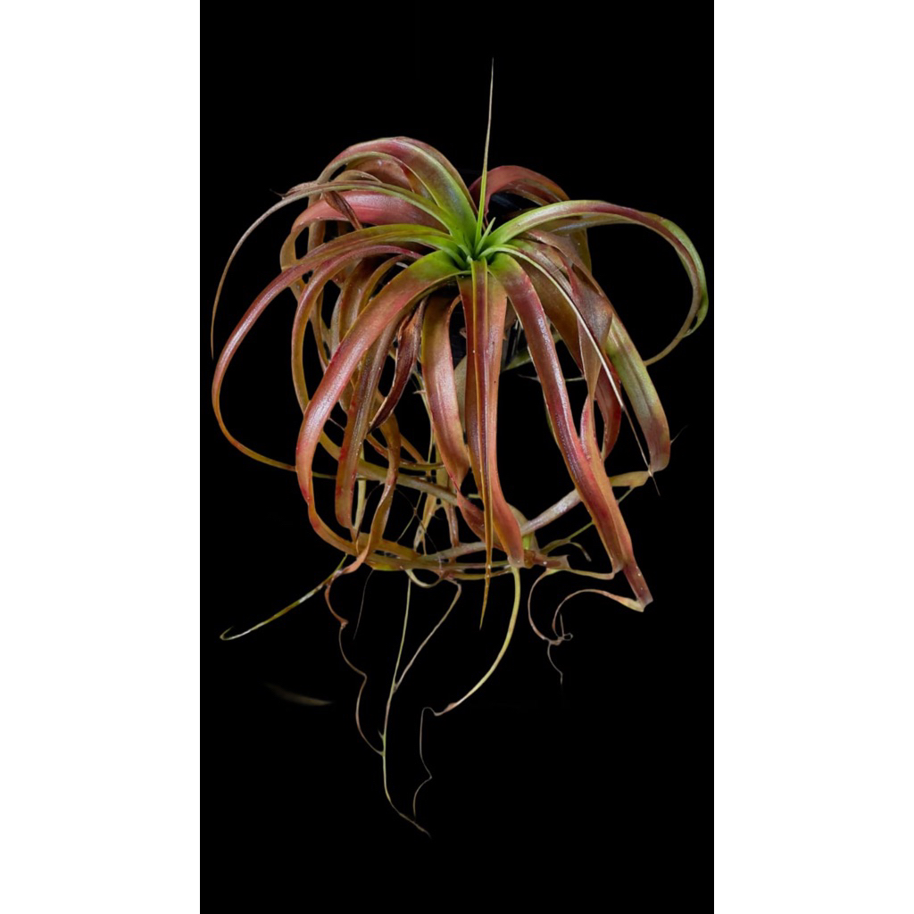 Tillandsia 'Love Knot' Cantikkk Size L