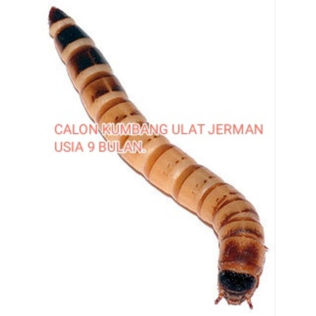 CALON KUMBANG ULAT JERMAN USIA 9 BLN