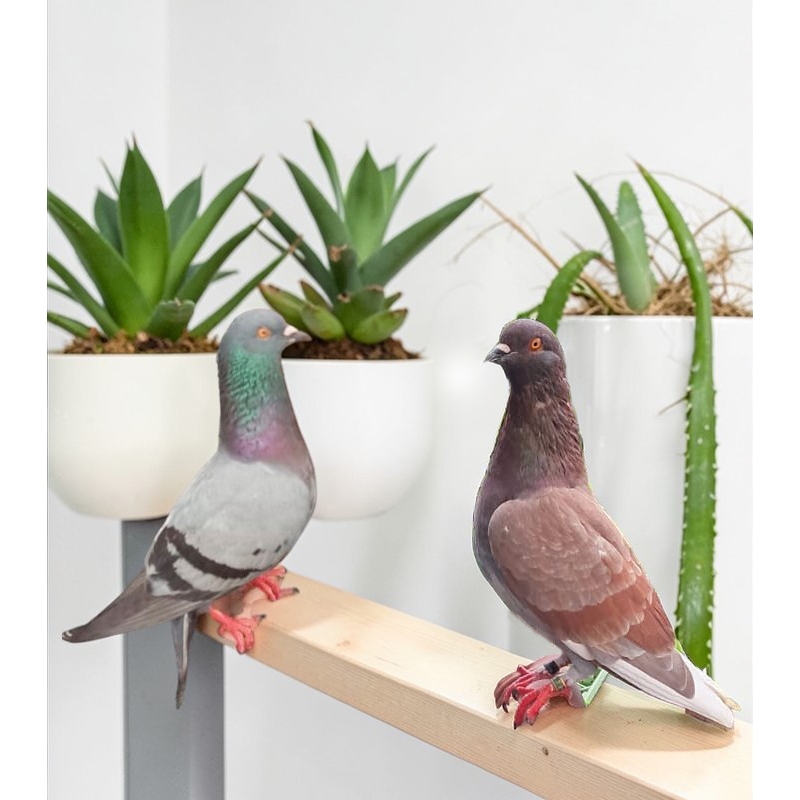 Merpati Kolong Muda Pelatih atau Player