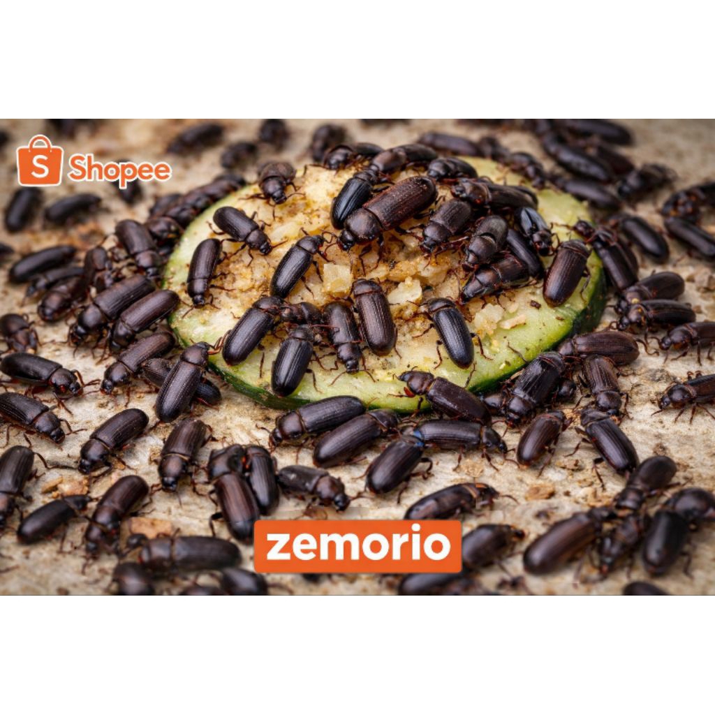 kepik ulat hongkong 1 gelas 220ml khusus kalsel