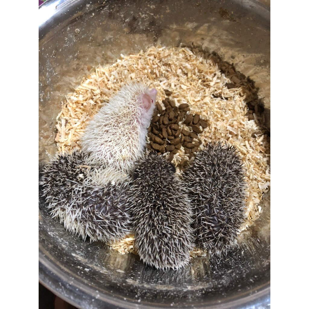 Landak mini, anakan lucu