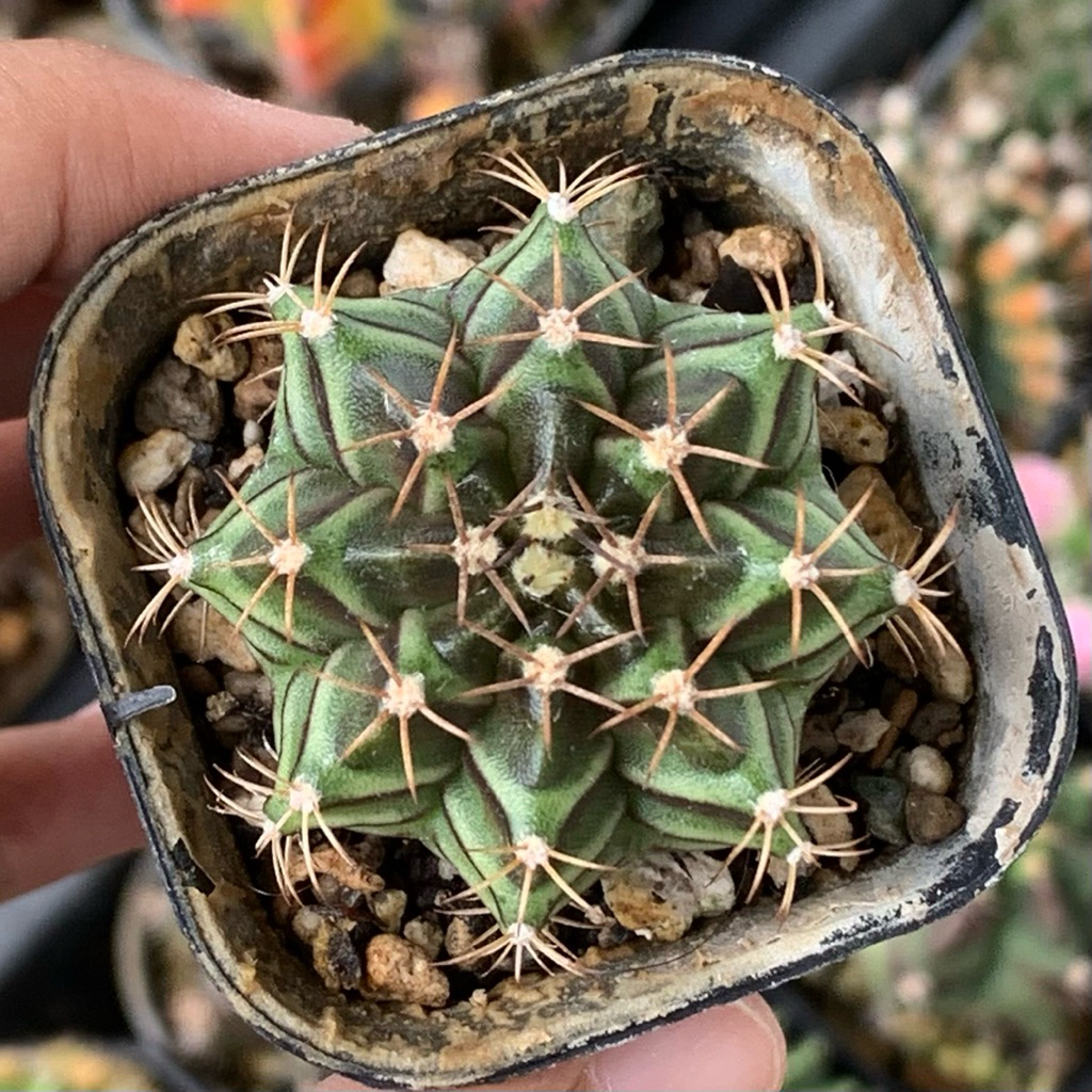gymnocalycium Miha seeding mihanovichii miha gymno id  hybrid varigata kaktus gymno miha var tanaman