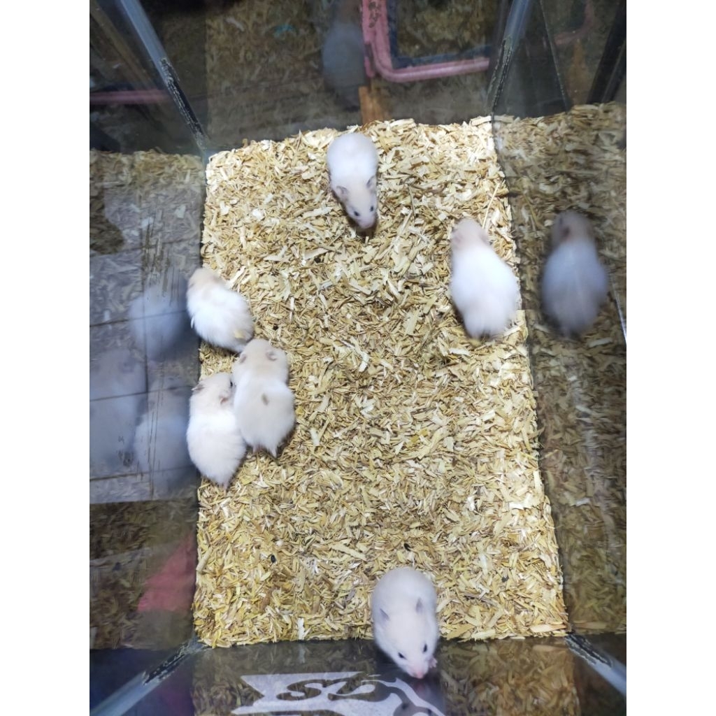 hamster syrian long hair