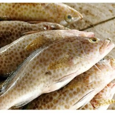 Ikan Kerapu/ Kerapu Segar Beku 1 KG