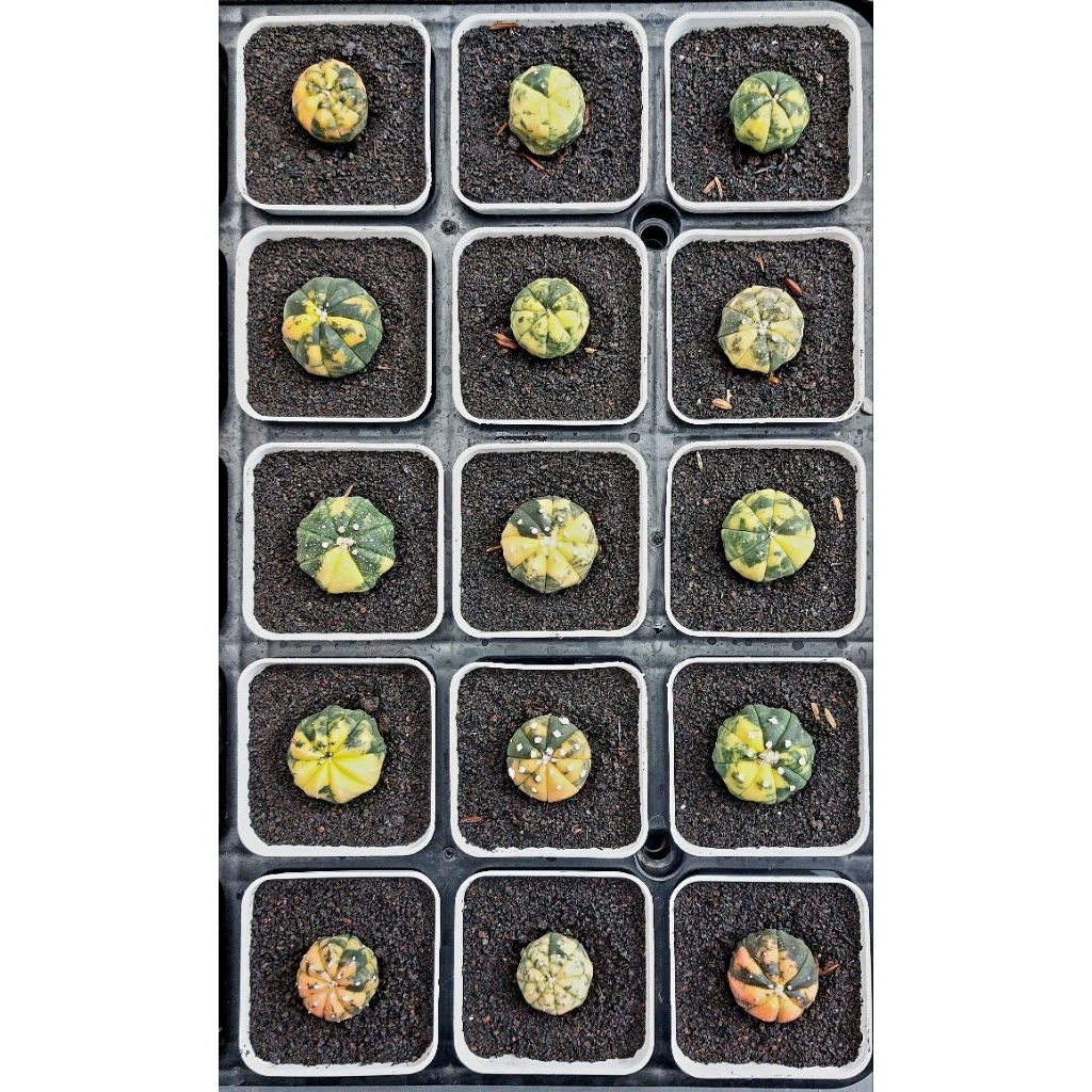 kaktus astro var pot 7 cm