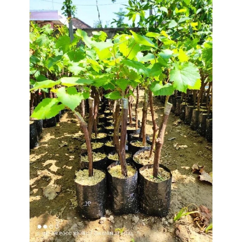 Bibit Anggur Jupiter Grafting - Tinggi 40-50 cm, Pucuk Aktif, Siap Tanam