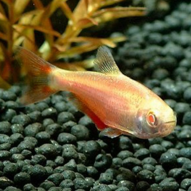 [Chan Aquatic Reguler] Boines Tetra Albino