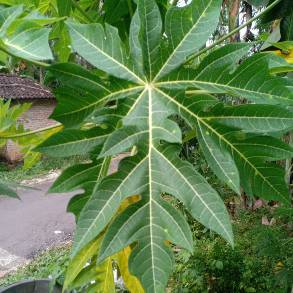 daun pepaya segar fress pohon didepan rumah