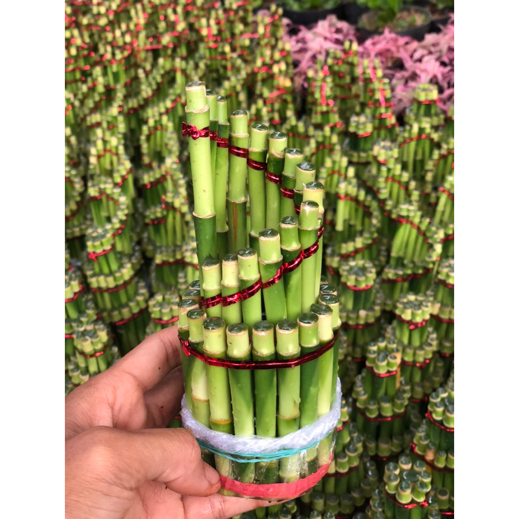 bambu hoki 3susun,spiral,mahkota, tanaman hias bambu hoki