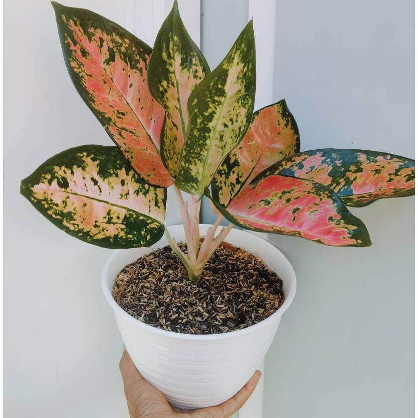 Tanaman Hias Aglonema Kochin Tembaga Original | Aglaonema Merah Eksotis | Tanaman Hias Daun Cantik S