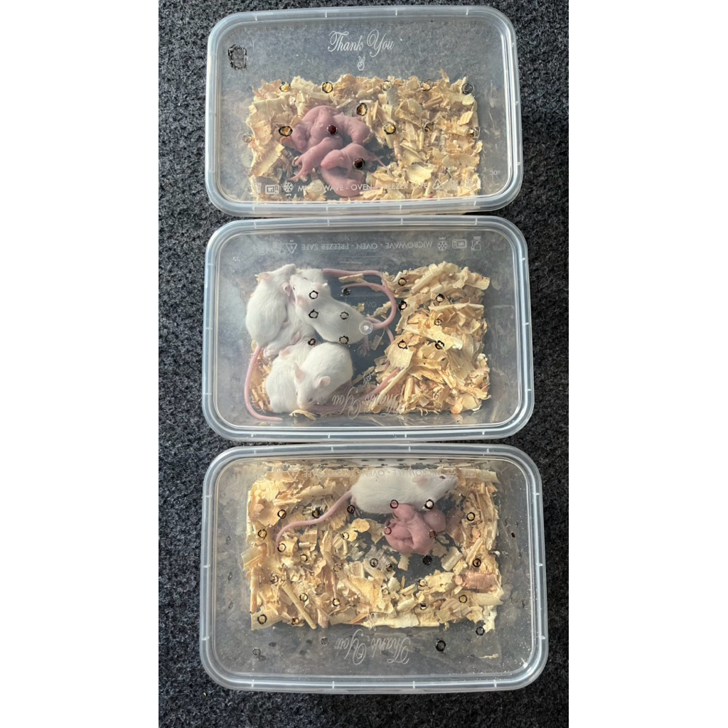 HAMSTER/Mencit/Tikus Putih