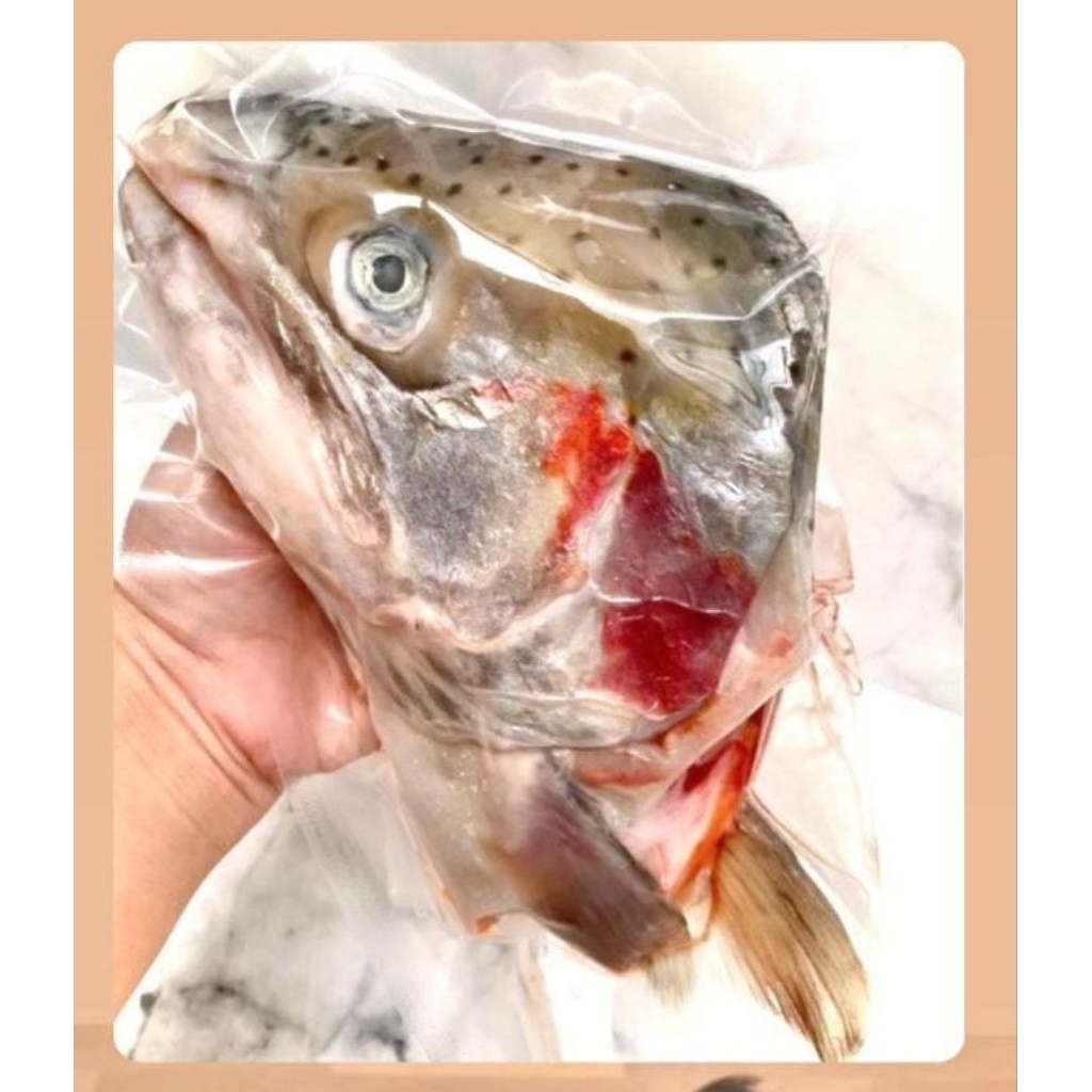 Fresh Kepala Salmon 1 Ekor