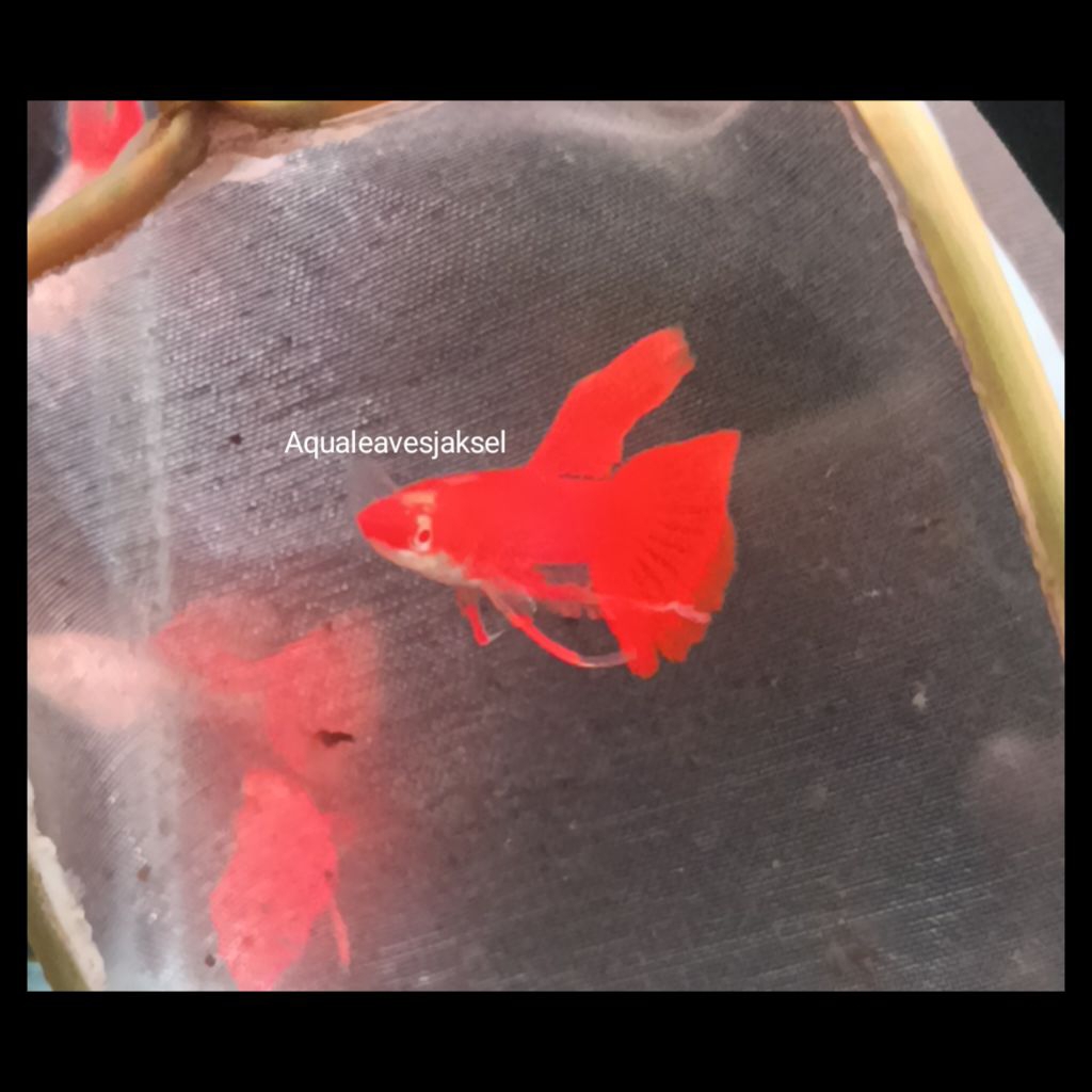 ikan guppy afr ribbon 1 jantan 2 betina