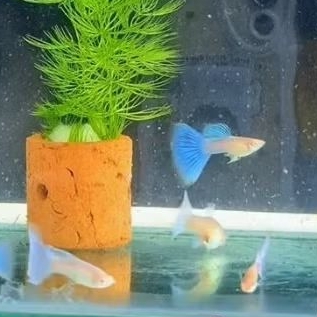 Guppy Albino Blue Sky / Topaz Delta Tail  | Grade A+ | Hiasan Akuarium