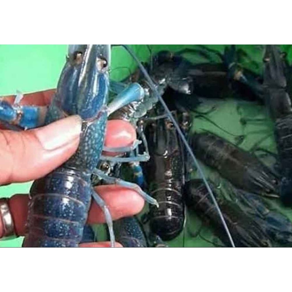 satu set Indukan Lobster Air Tawar grade super size 5inch isi 4jantan 6 betina