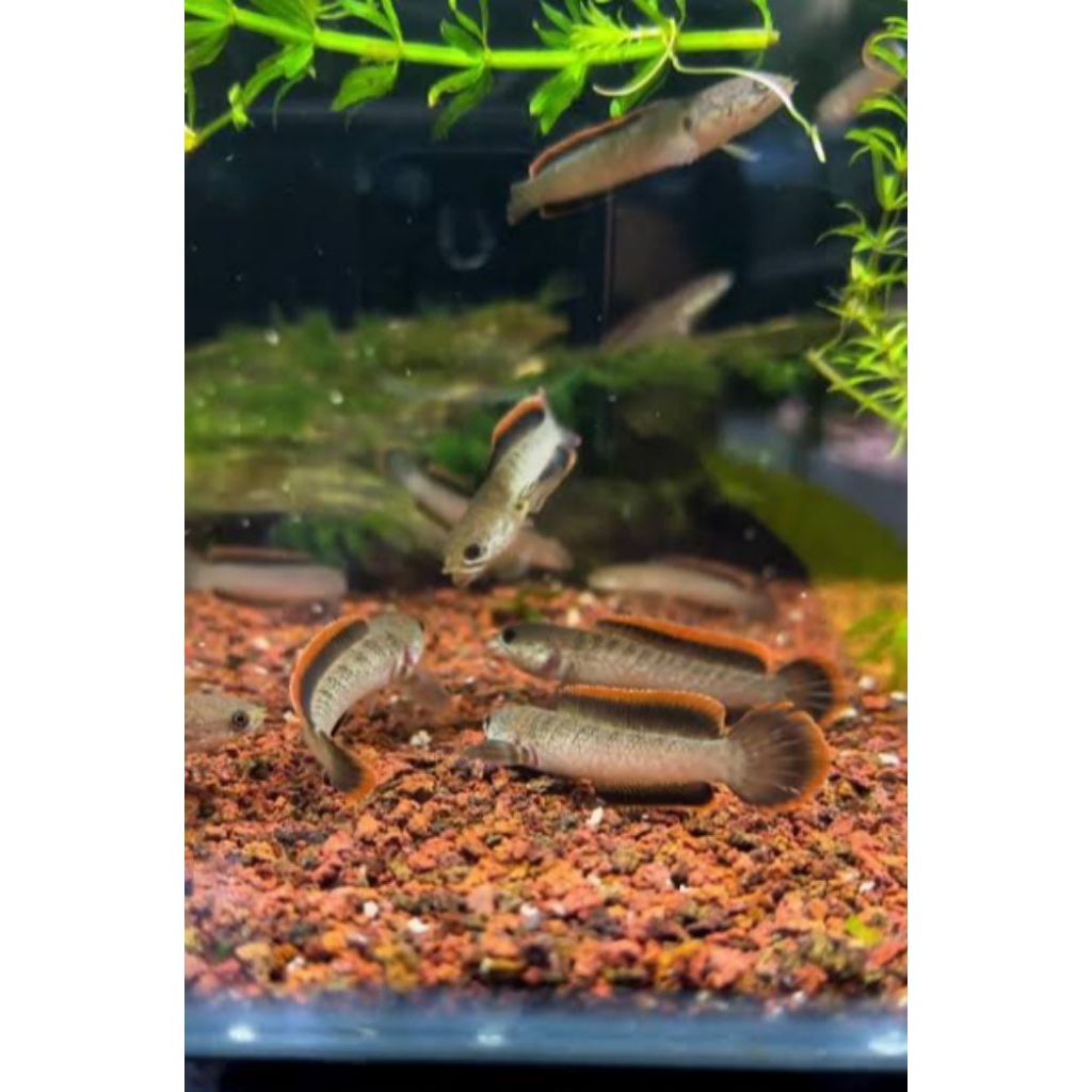 Limbata Cb Bahanan Pogres Ukur 8-10 cm