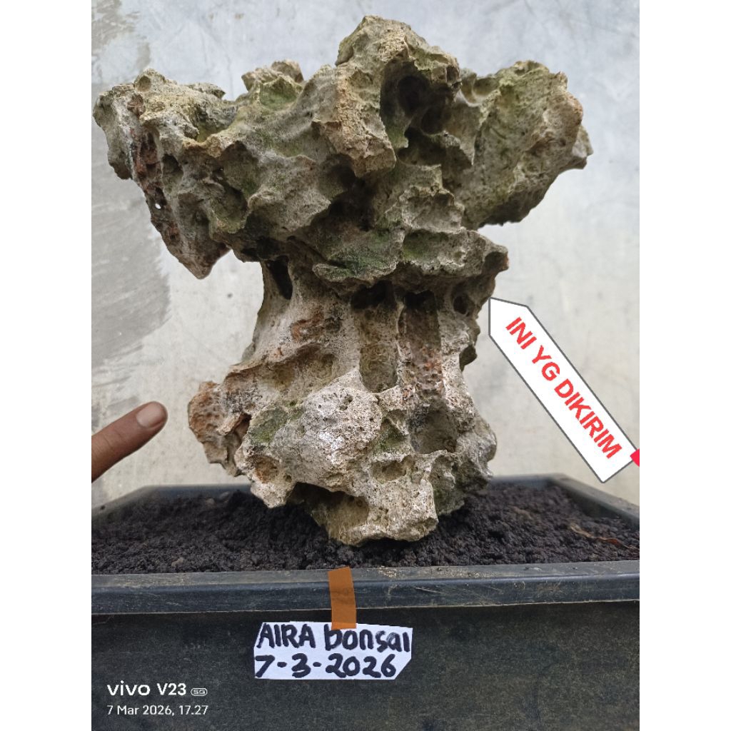 batu gunung untuk bonsai penjing