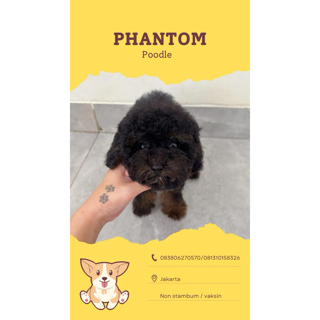 poodle phantom/poodle