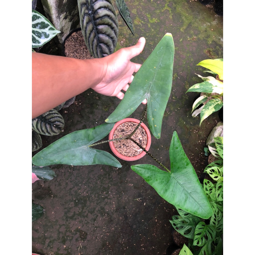 Tanaman Hias Alocasia Zebrina Philiphina Original / Alocasia Zebrina Philippines