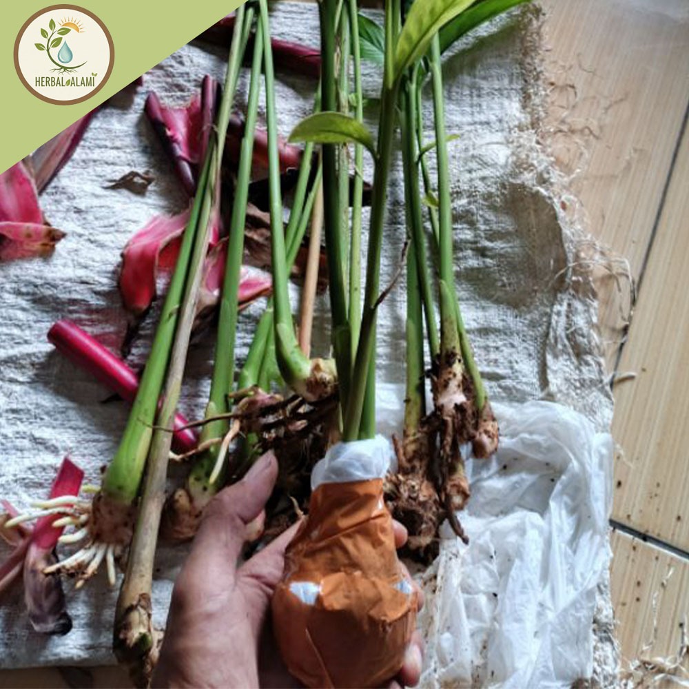 Bibit Kapulaga Hijau India Asli Bibit Rempah Kapol/Kapulogo