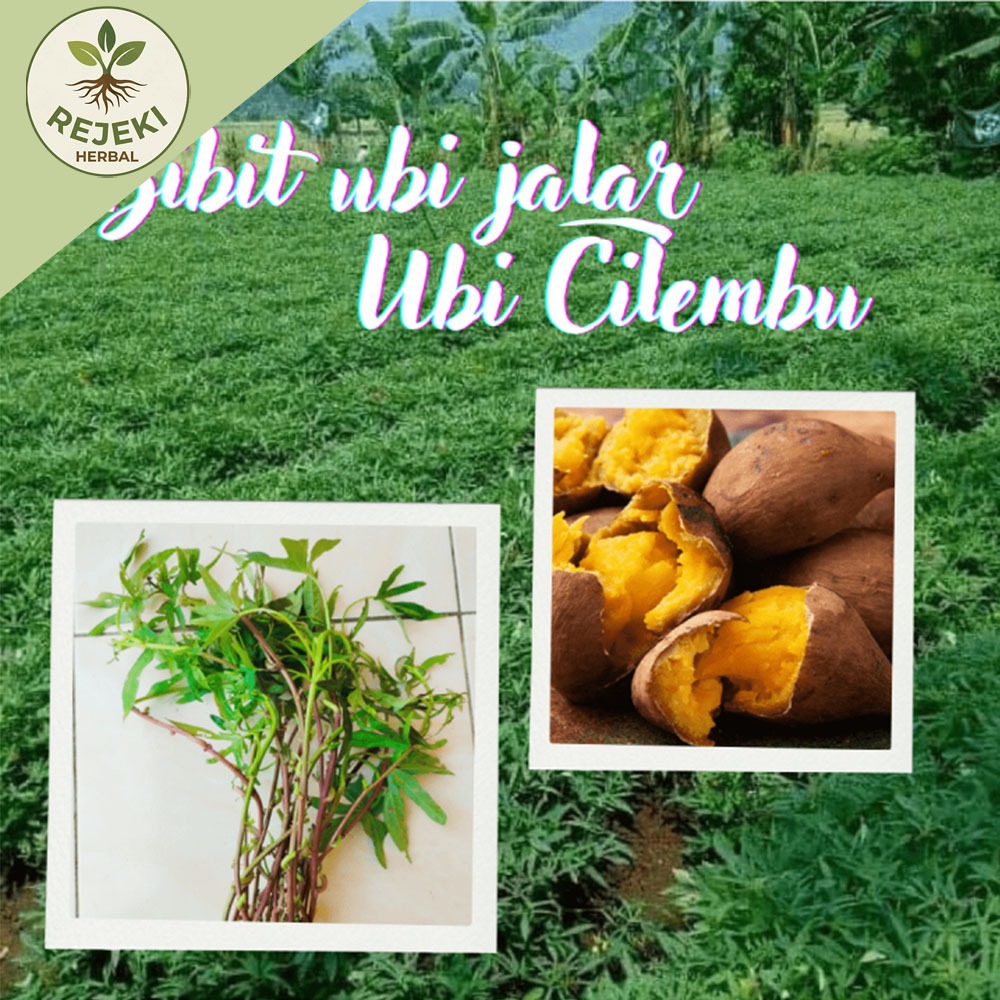 paket 15 Bibit Ubi Cilembu / Bibit Stek Ubi Cilembu