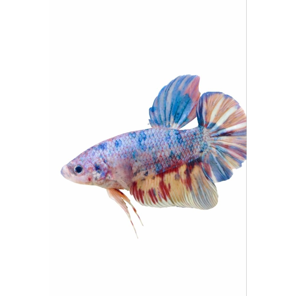 Cupang Giant Male Mulmet BO 6-7 CM