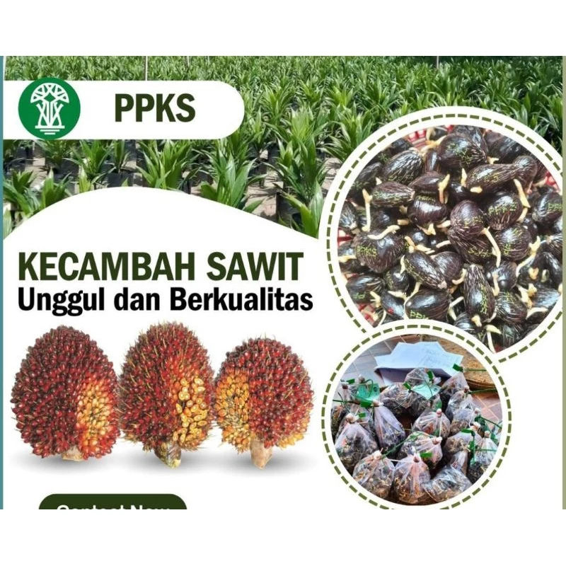 Bibit Benih Kecambah Sawit Unggul ppks, bibit pilihan dan berbuah super