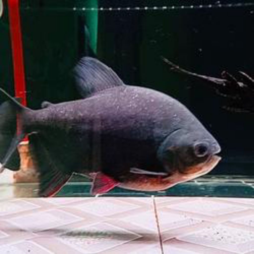 Ikan Hias Aquarium Bawal Black Pacu Ukuran 5 Jari